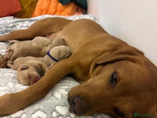 Labrador Retriever dogs Beautiful Labrador pups for sale X3 girls X3 boy - Advert 11