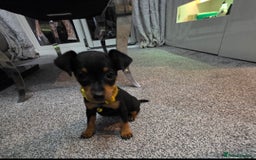 Miniature Pinscher dogs for sale: Beautiful miniature pinscher puppies  - Image 9