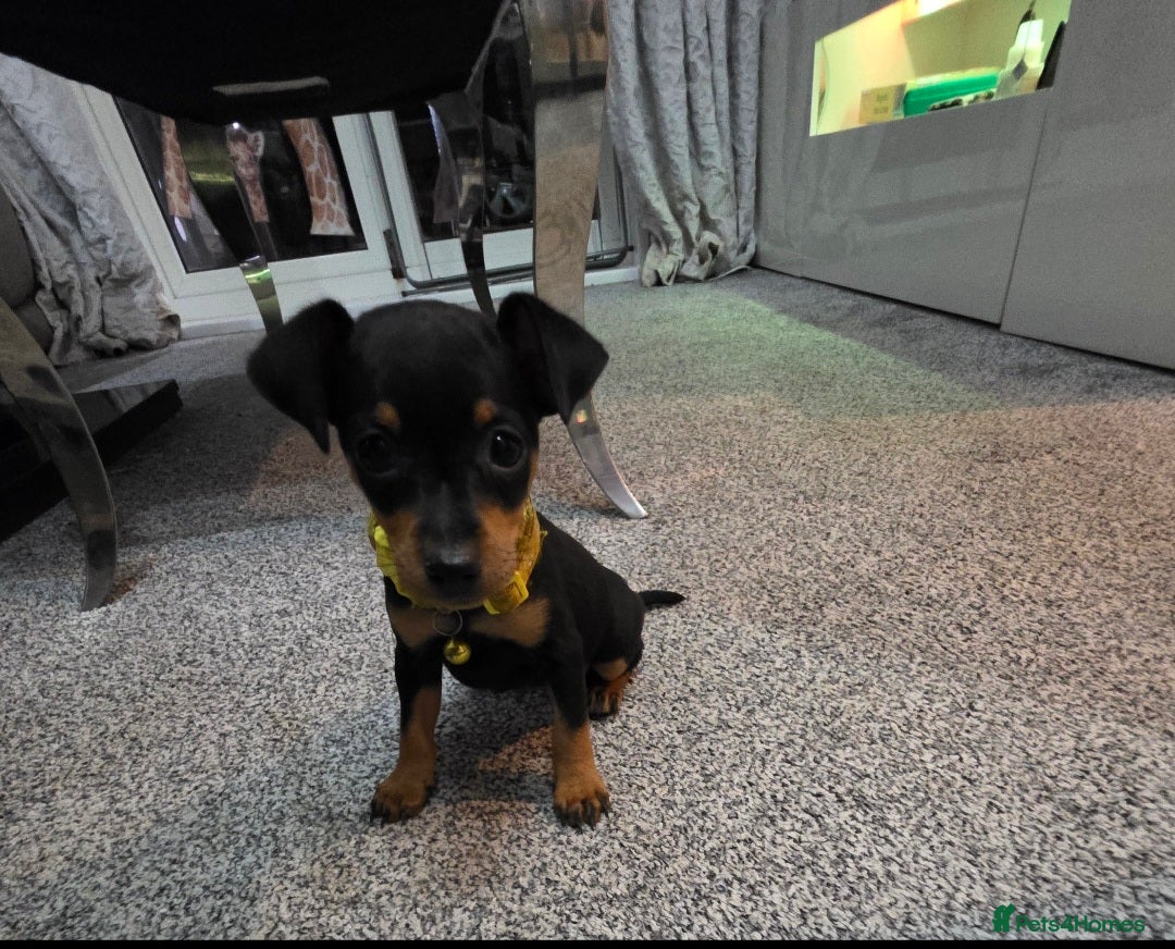 Miniature Pinscher dogs for sale: Beautiful miniature pinscher puppies  - Image 9