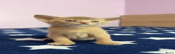 Abyssinian cats for sale: Beautiful GCCF Registered Abyssinian Kittens 💙❤️ - Advert 28
