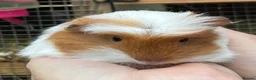 Guinea Pig rodents for sale: Sweet natured baby girl guinea pigs - Advert 5