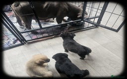 French Bulldog dogs for sale: Beautiful French Bulldogs  - Image 11