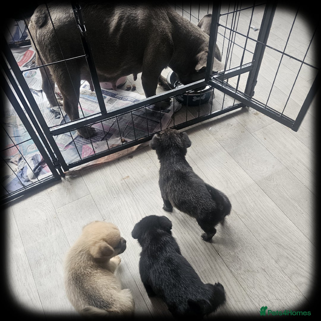 French Bulldog dogs for sale: Beautiful French Bulldogs  - Image 11