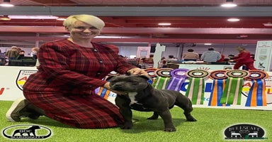 Staffordshire Bull Terrier dogs - Advert 3