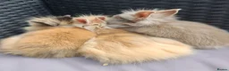 Lionhead rabbits for sale: Lion head babies.  - Advert 9