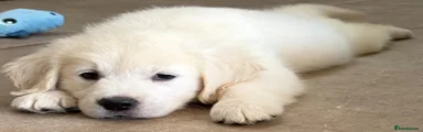 Golden Retriever 1
