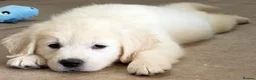 Golden Retriever dogs for sale: Lovely, confident playful puppies - Advert 18