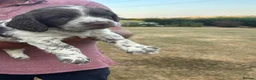 English Springer Spaniel dogs for sale: English springer spaniel puppies for sale  in Abergele - Advert 14