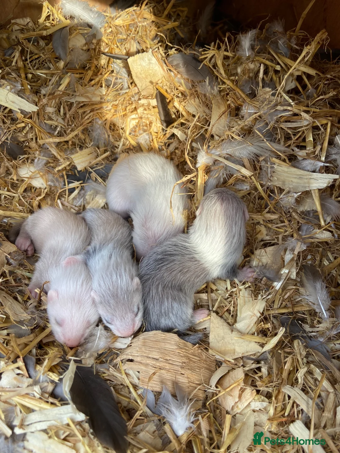 Ferret rodents for sale: Micro ferrets  in Sandbach - Advert 1