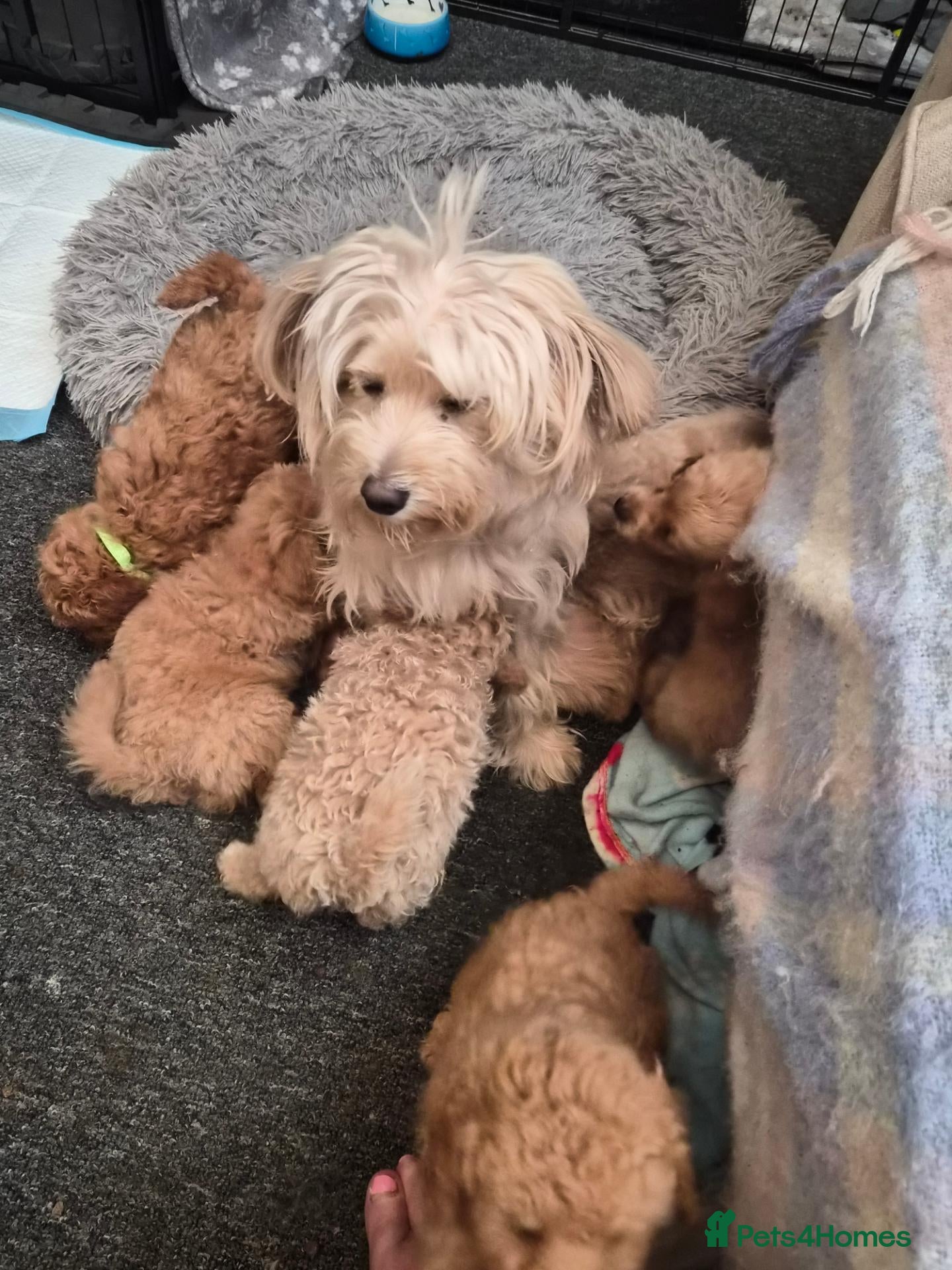 Mixed Breed dogs Puppies for sale - Advert 1