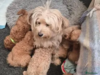 Mixed Breed dogs Puppies for sale - Advert 1