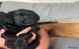 Labrador Retriever dogs for sale: Kc Registered Lab puppies (health tested parents) in Malton - Image 2
