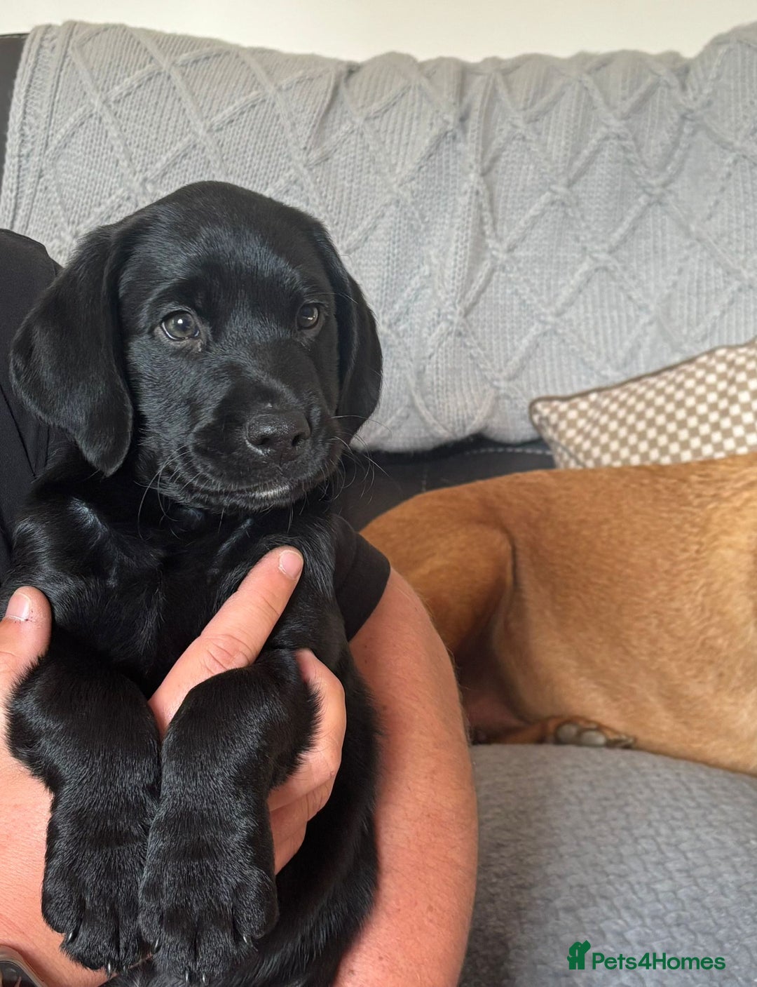 Labrador Retriever dogs for sale: Kc Registered Lab puppies (health tested parents) in Malton - Image 2