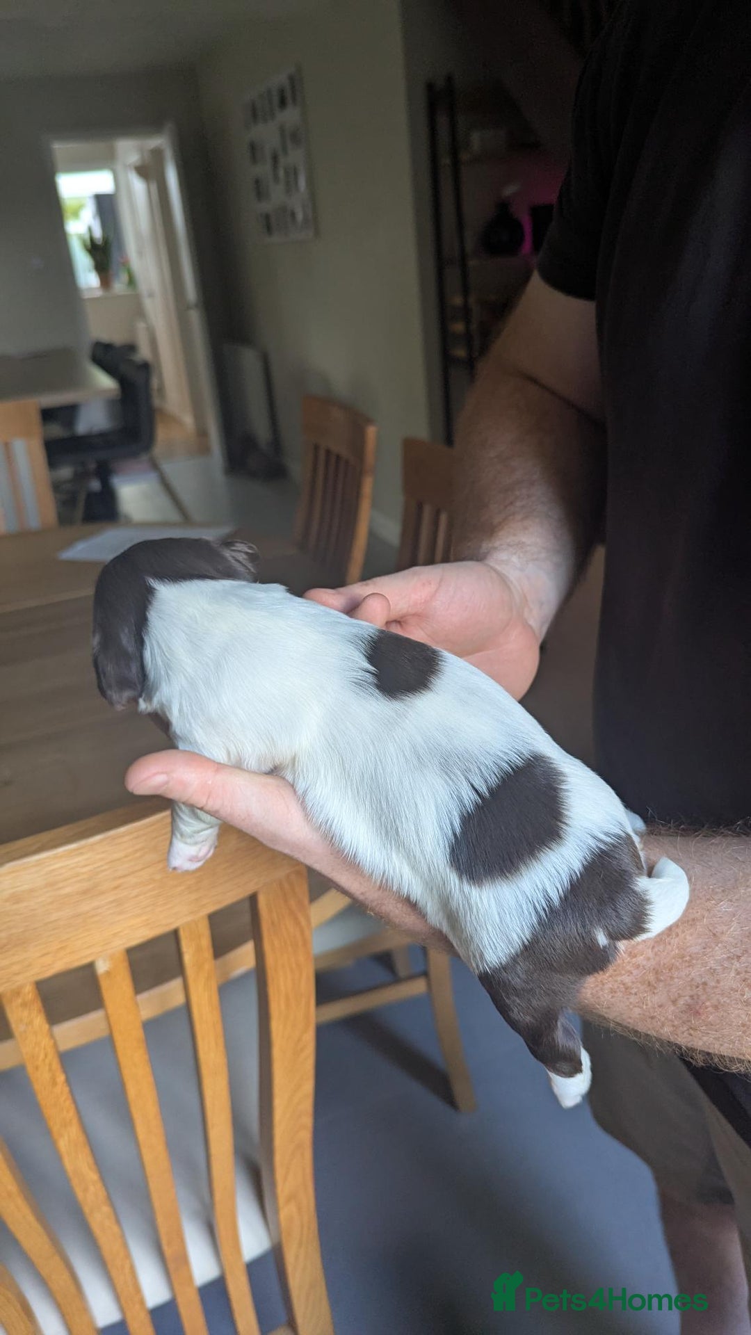 English Springer Spaniel dogs for sale: Working English Springer Spaniel Puppies - Image 5