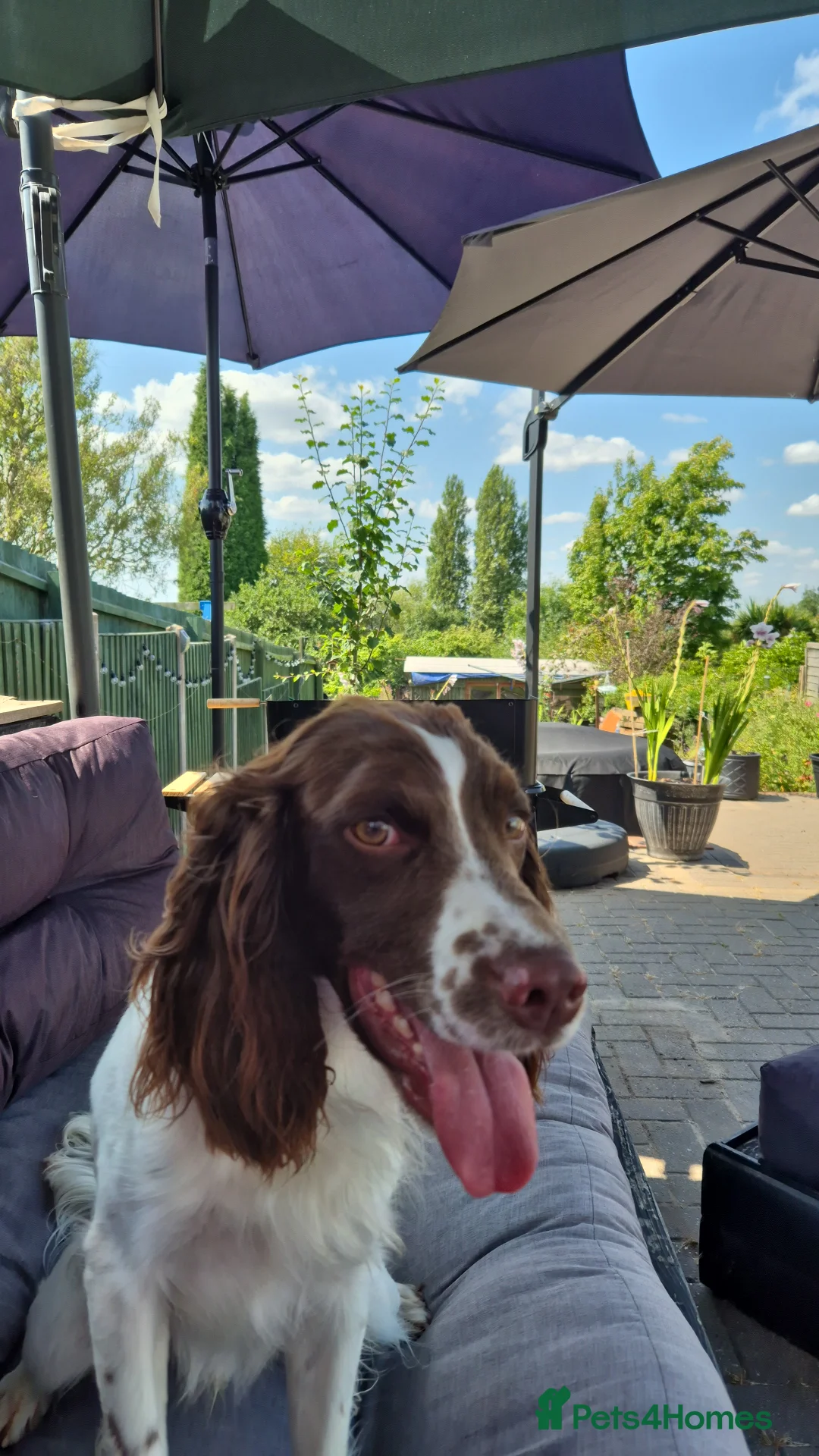 English Springer Spaniel dogs for stud: PROVEN ESS for stud amazing genealogy NOT FOR SALE in Tamworth - Advert 7