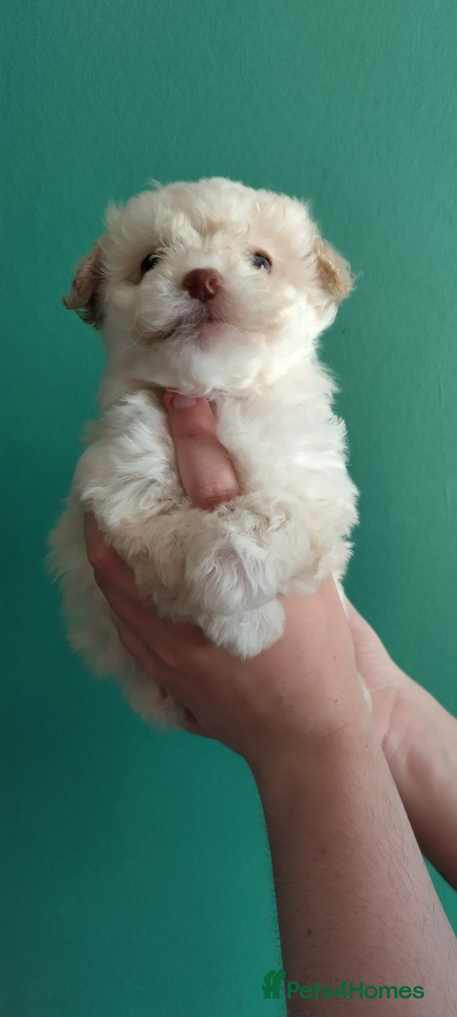 Poochon dogs ❤️ READY NOW! Poochon pups ❤️ - Advert 2