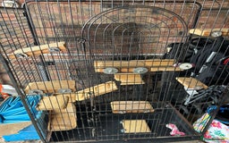 Chinchilla rodents for sale: 2 Bonded Male Chinchillas - Image 5