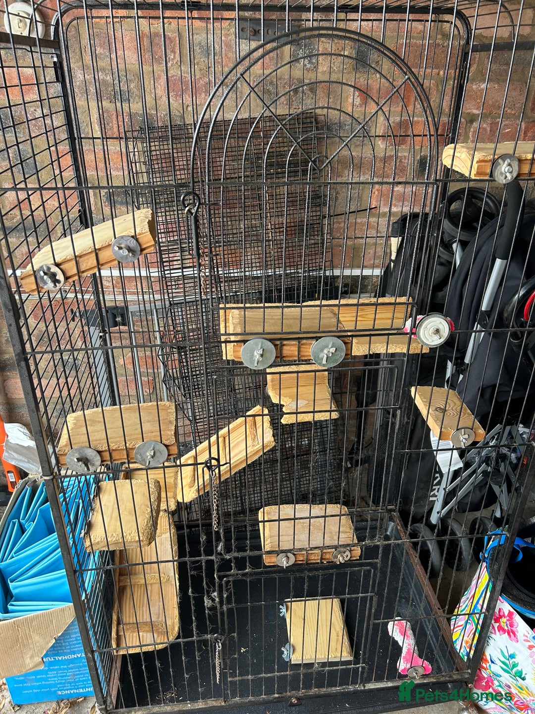 Chinchilla rodents for sale: 2 Bonded Male Chinchillas - Image 5