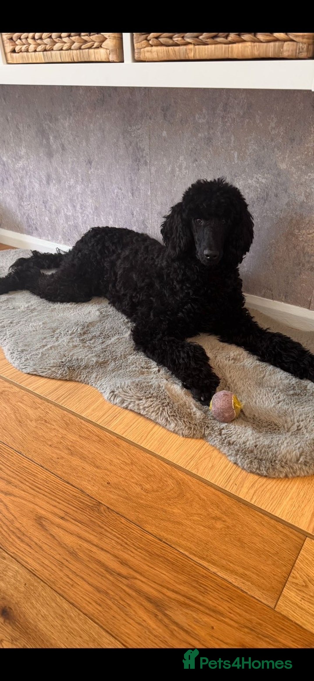 Goldendoodle dogs for sale: Goldendoodle Puppies - Advert 3