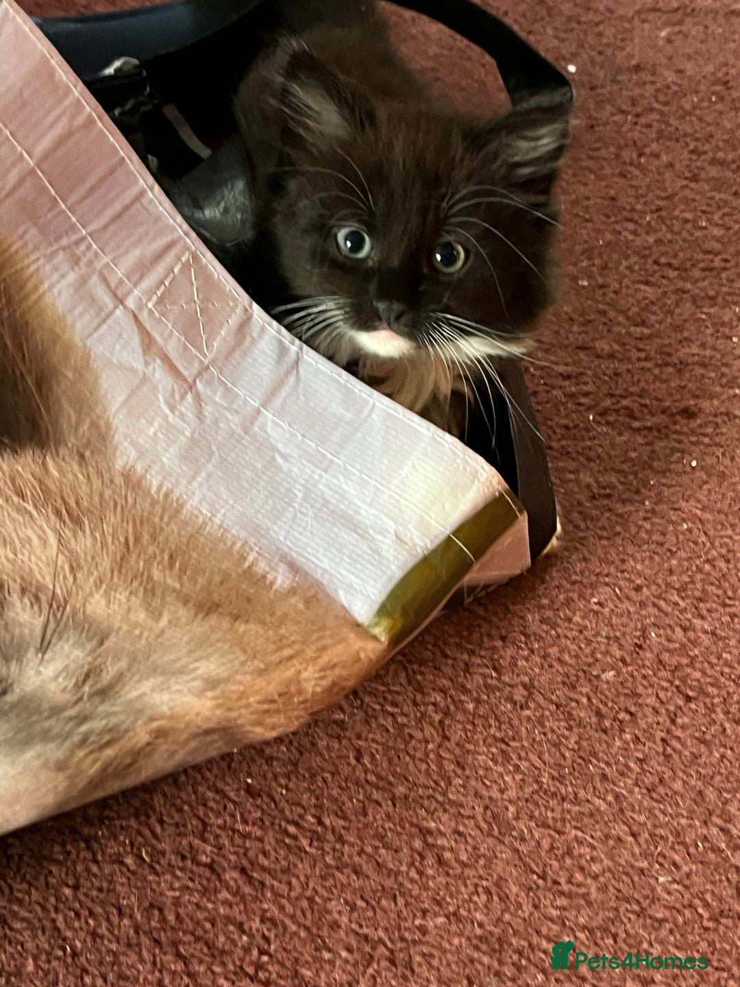 Mixed Breed cats for sale: READY NOW 3 beautiful friendly kittens  - Image 12
