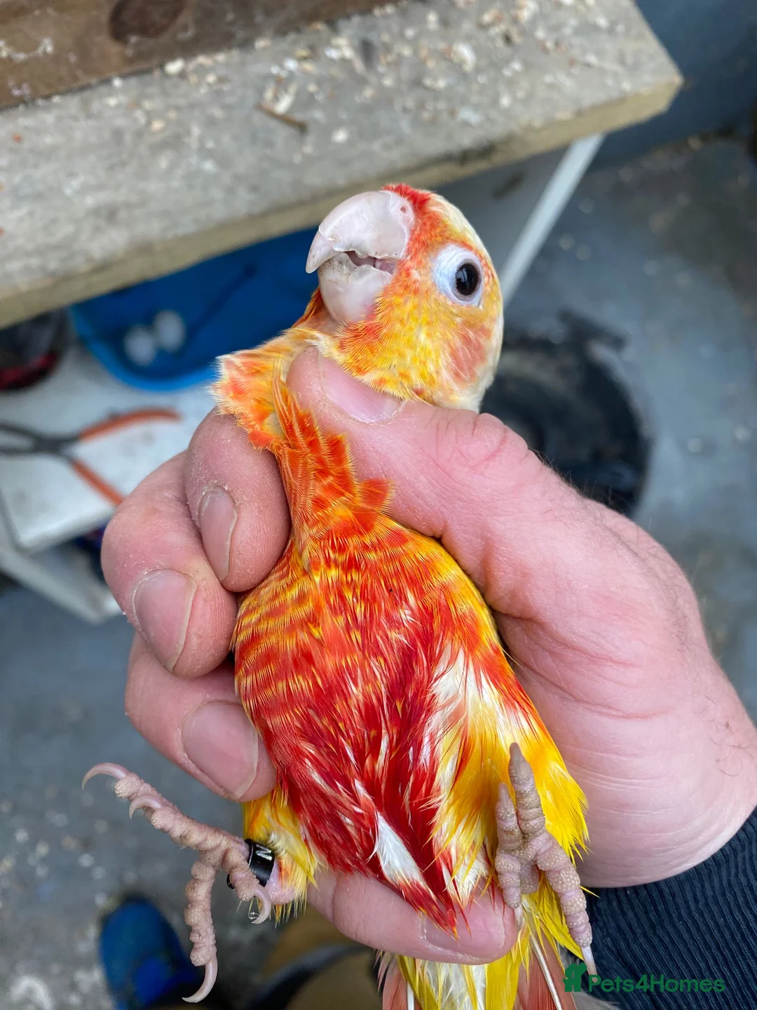 Conures birds for sale: Hand reared super tame conure  - Advert 12