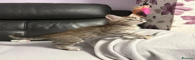 Maine Coon  Kitkat
