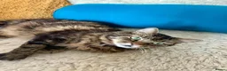 Domestic Shorthair cats for adoption: Lucky is looking for special forever home  - Advert 4
