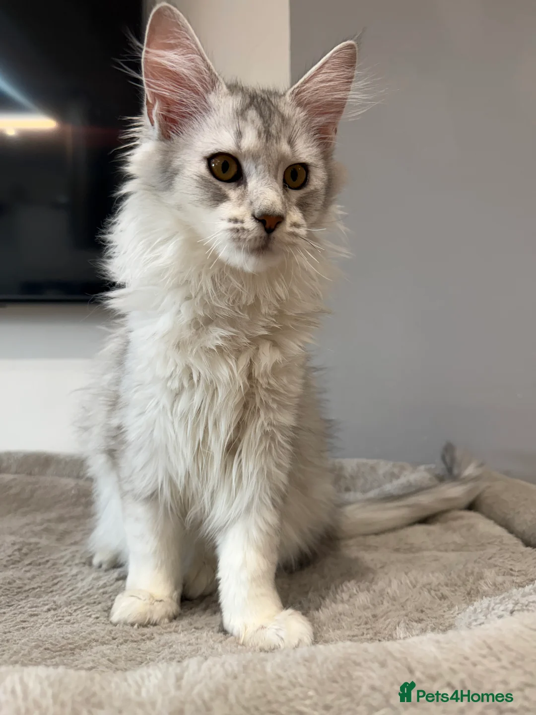 Maine Coon cats for sale: Stunning Black Silver Shaded Maine Coon Kittens - Advert 4