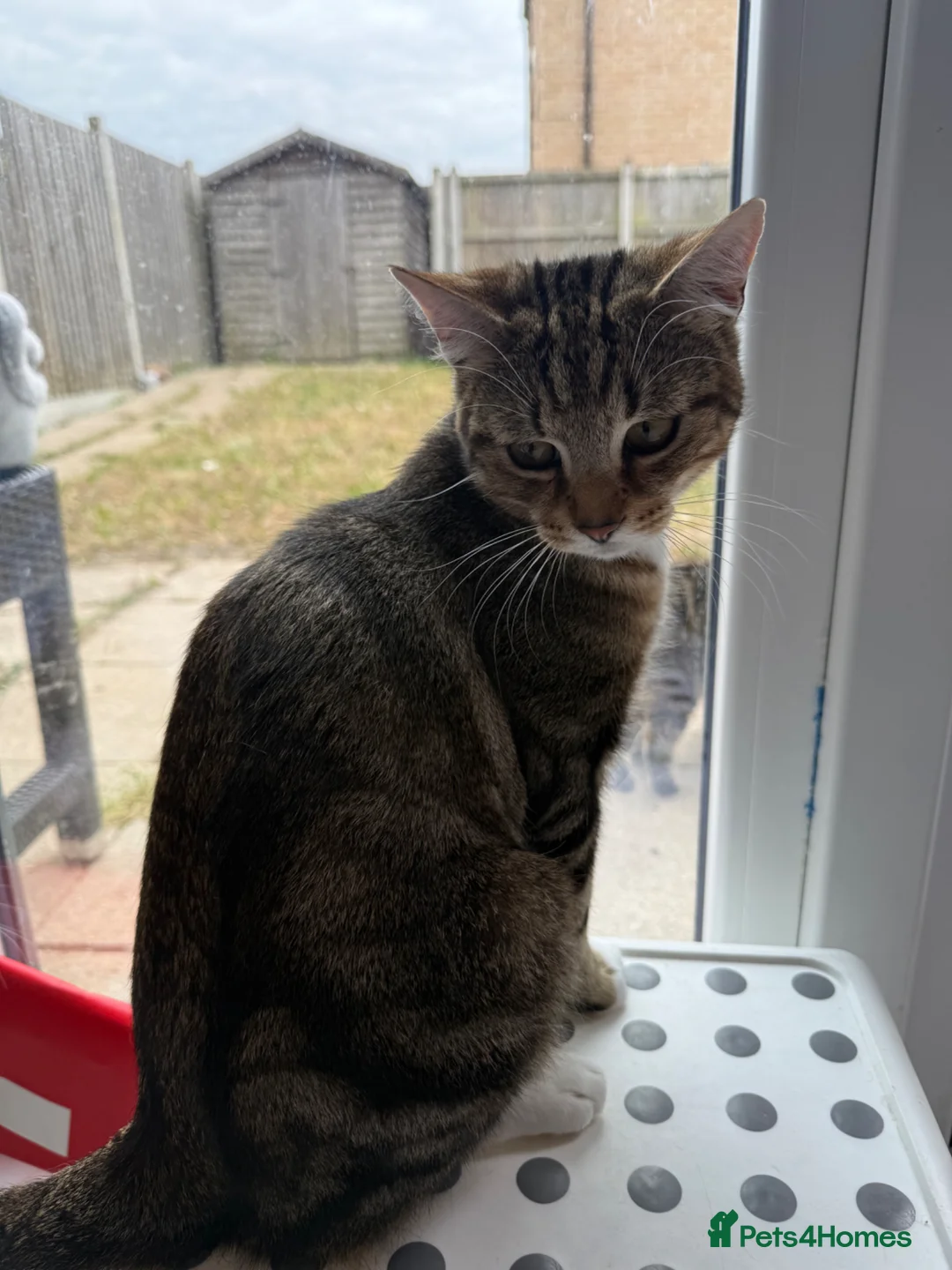 Mixed Breed cats for sale: Tabby cat temu - Advert 9