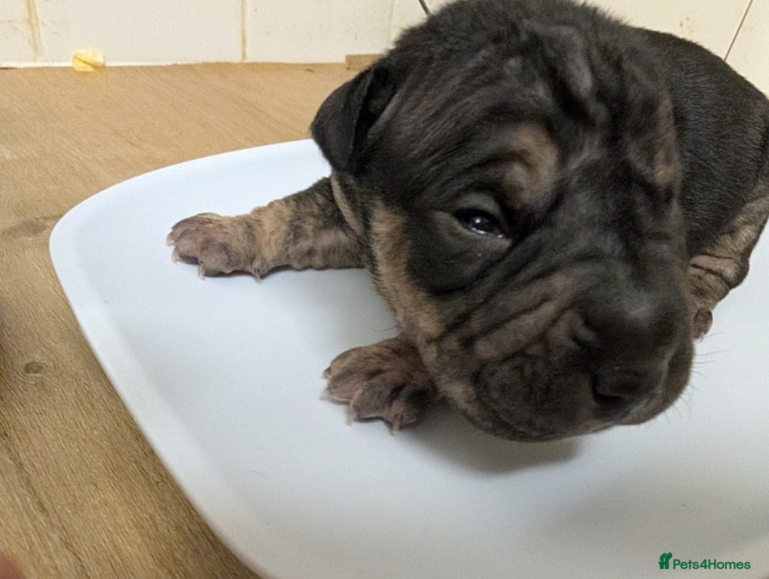 Mixed Breed dogs for sale:  cane corso cross Shar pei  - Image 7