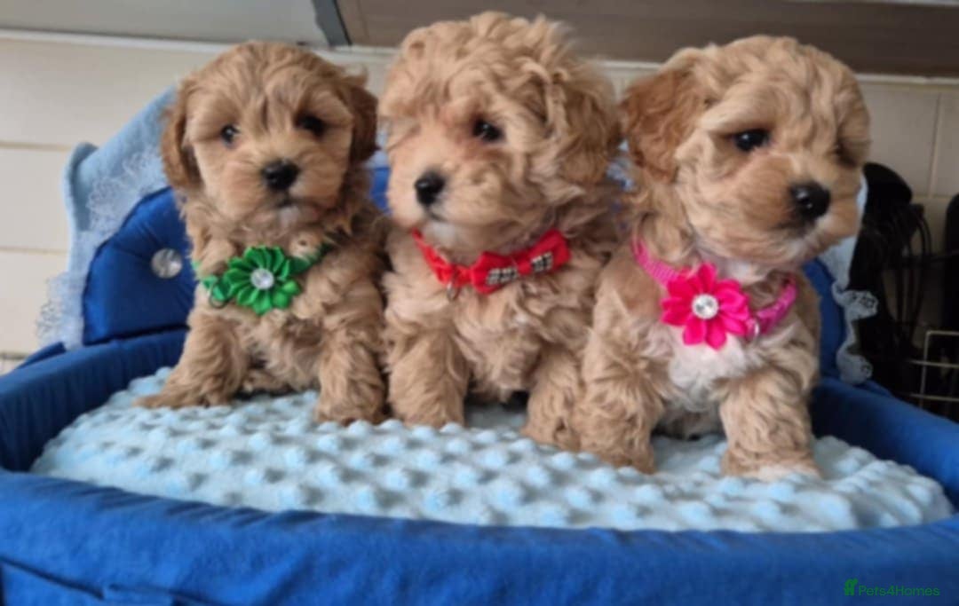 Maltipoo dogs Adorable very small maltipoo puppies 🐶❤️ - Advert 16