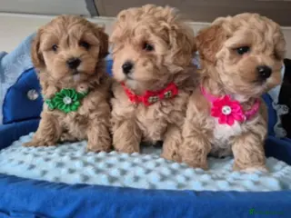 Maltipoo dogs Adorable very small maltipoo puppies 🐶❤️ - Advert 16