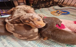 Miniature Dachshund dogs for sale: Miniature Dachshund Pups - Image 18