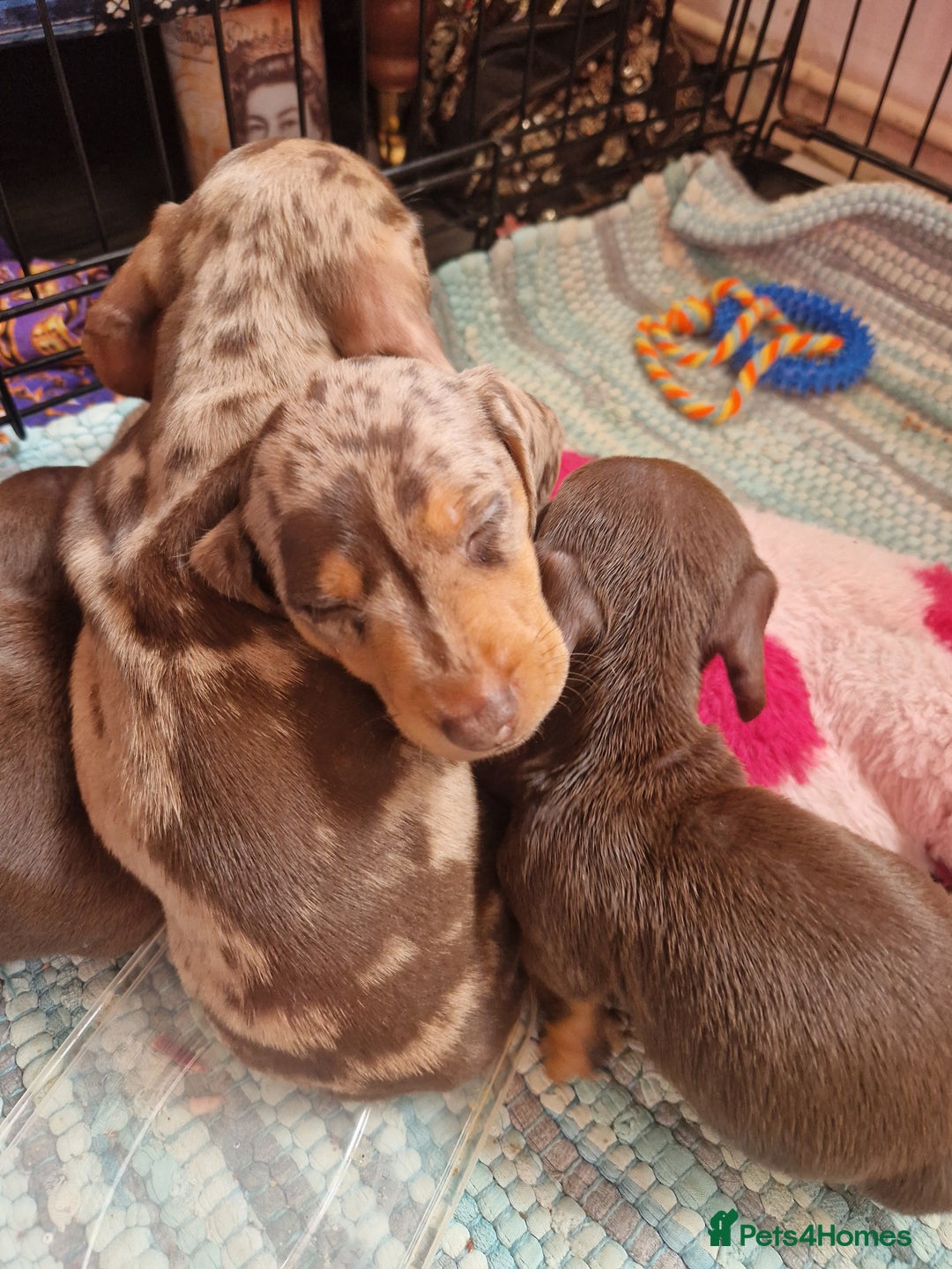 Miniature Dachshund dogs for sale: Miniature Dachshund Pups - Image 18