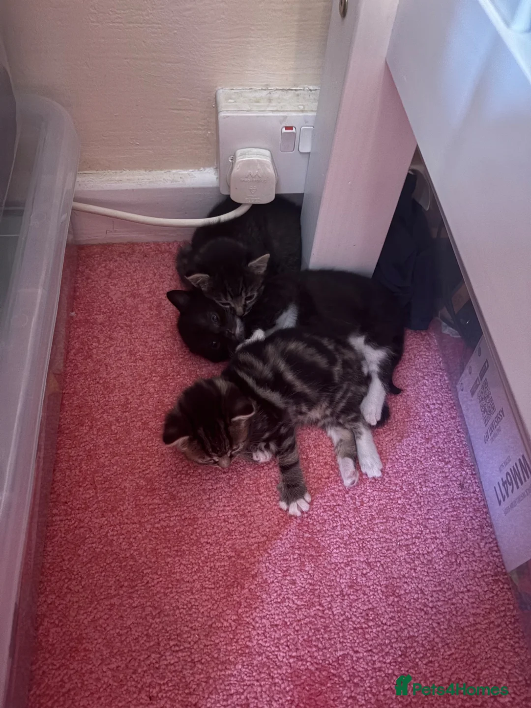 Mixed Breed cats for sale: 2 female tabby kittens  - Advert 2