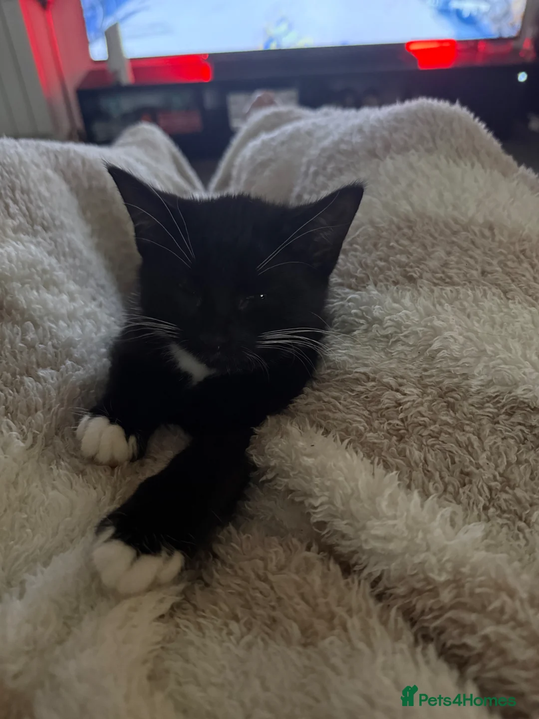 Mixed Breed cats for sale:  rehoming - Advert 2
