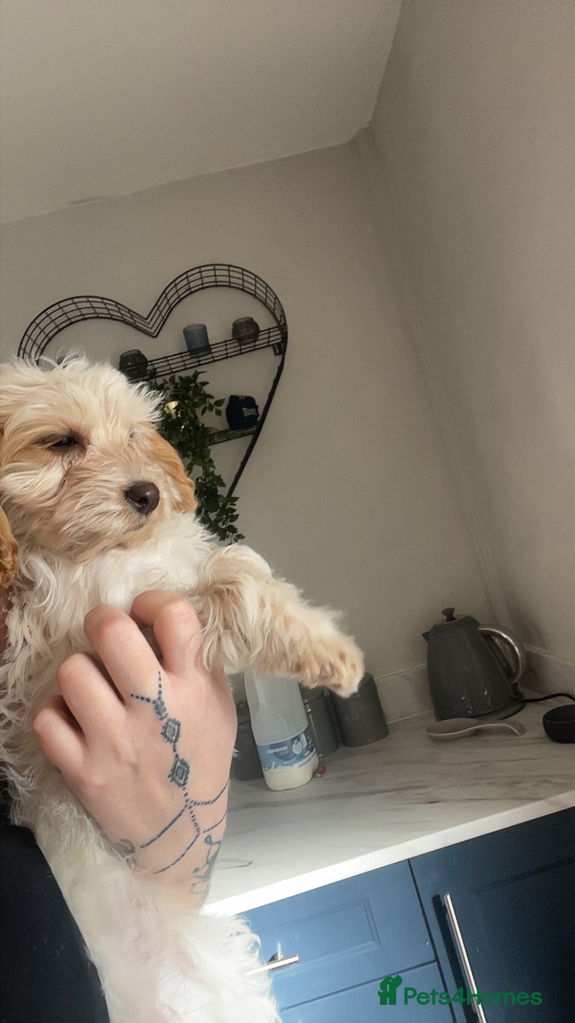 Cockapoo dogs Lemon roan bitch - Advert 10