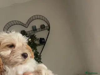 Cockapoo dogs Lemon roan bitch - Advert 10