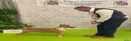 English Bull Terrier dogs for sale: 8 QUALITY BISONBULLIE BABIES  in Slough - Advert 28