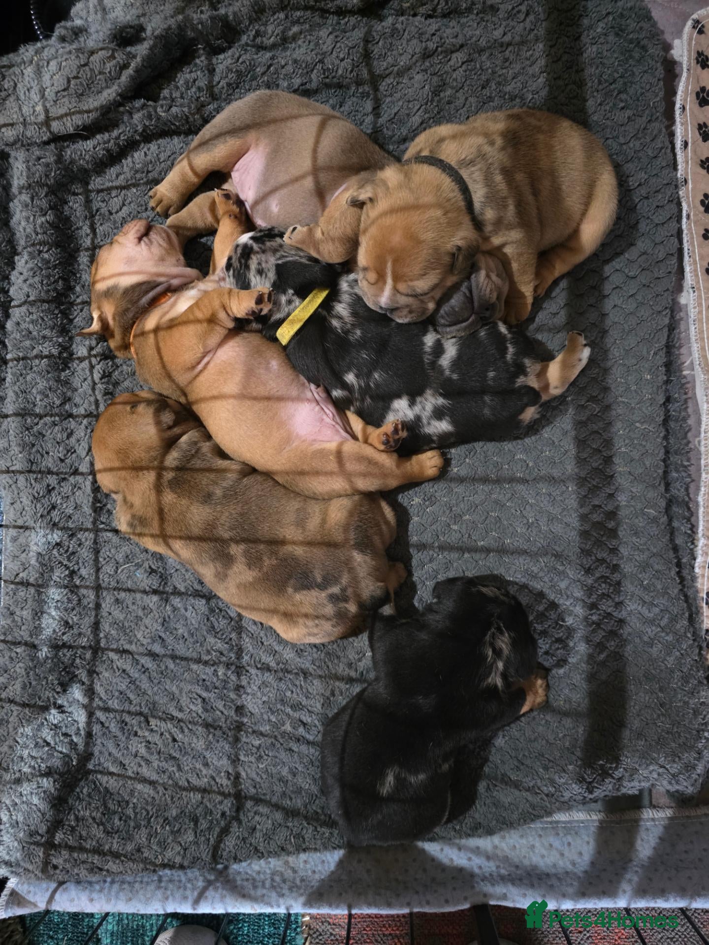 English Bulldog dogs for sale: Indie - Advert 18