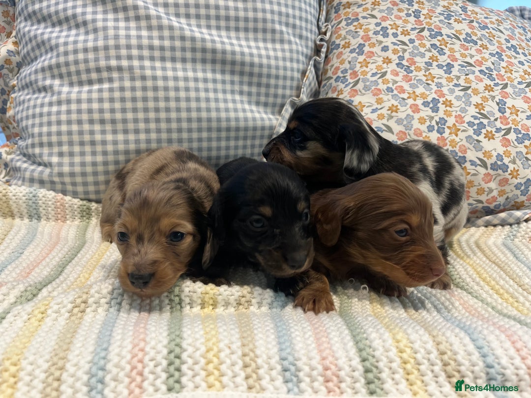Miniature Dachshund dogs for sale: Mini long hair dachshund pups - Advert 4