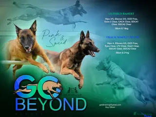 Belgian Shepherd Dog dogs KC Belgian Malinois pups - Advert 17
