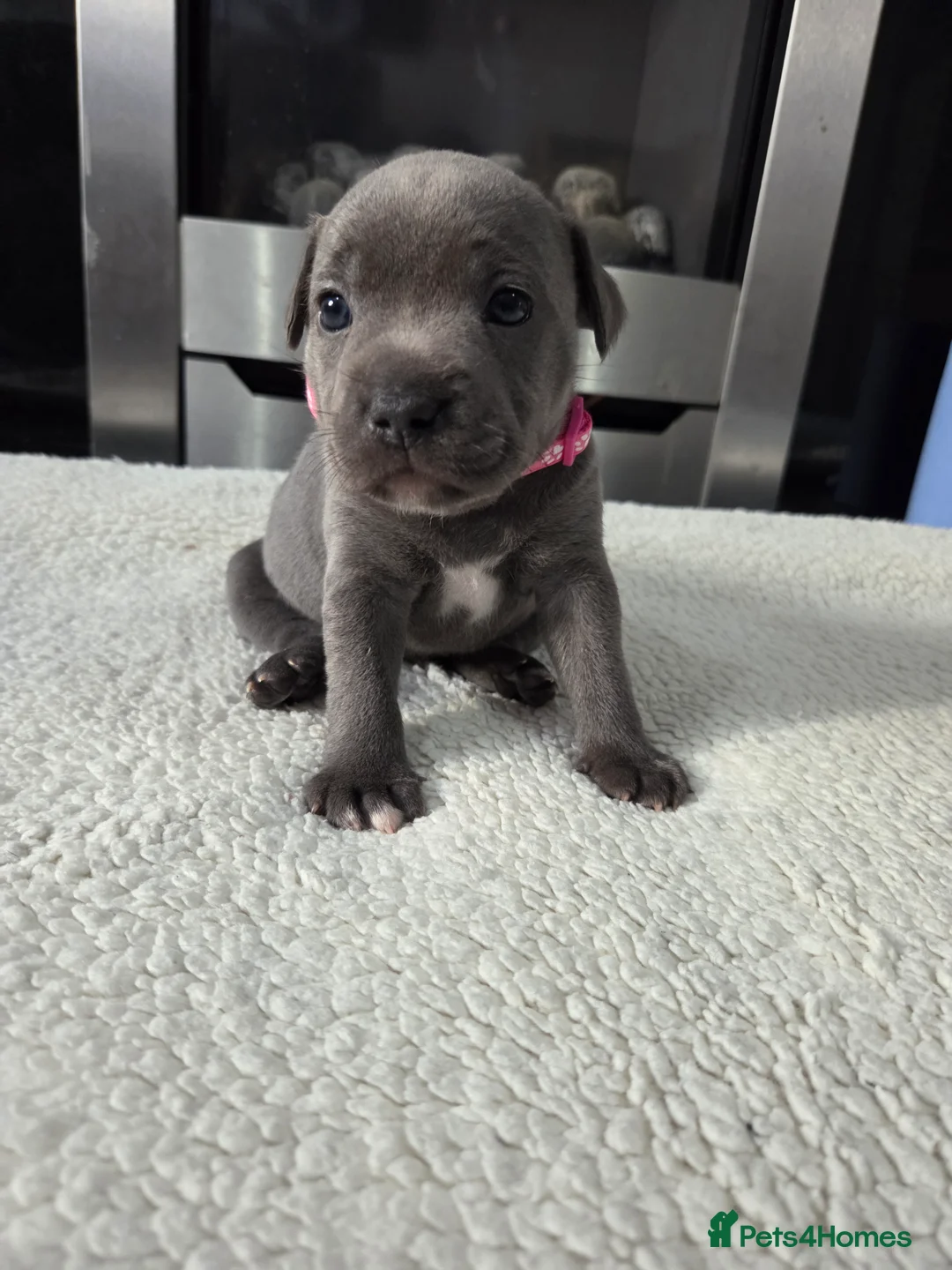 Staffordshire Bull Terrier dogs for sale: Staffordshire bull terrier blue-white - Advert 19