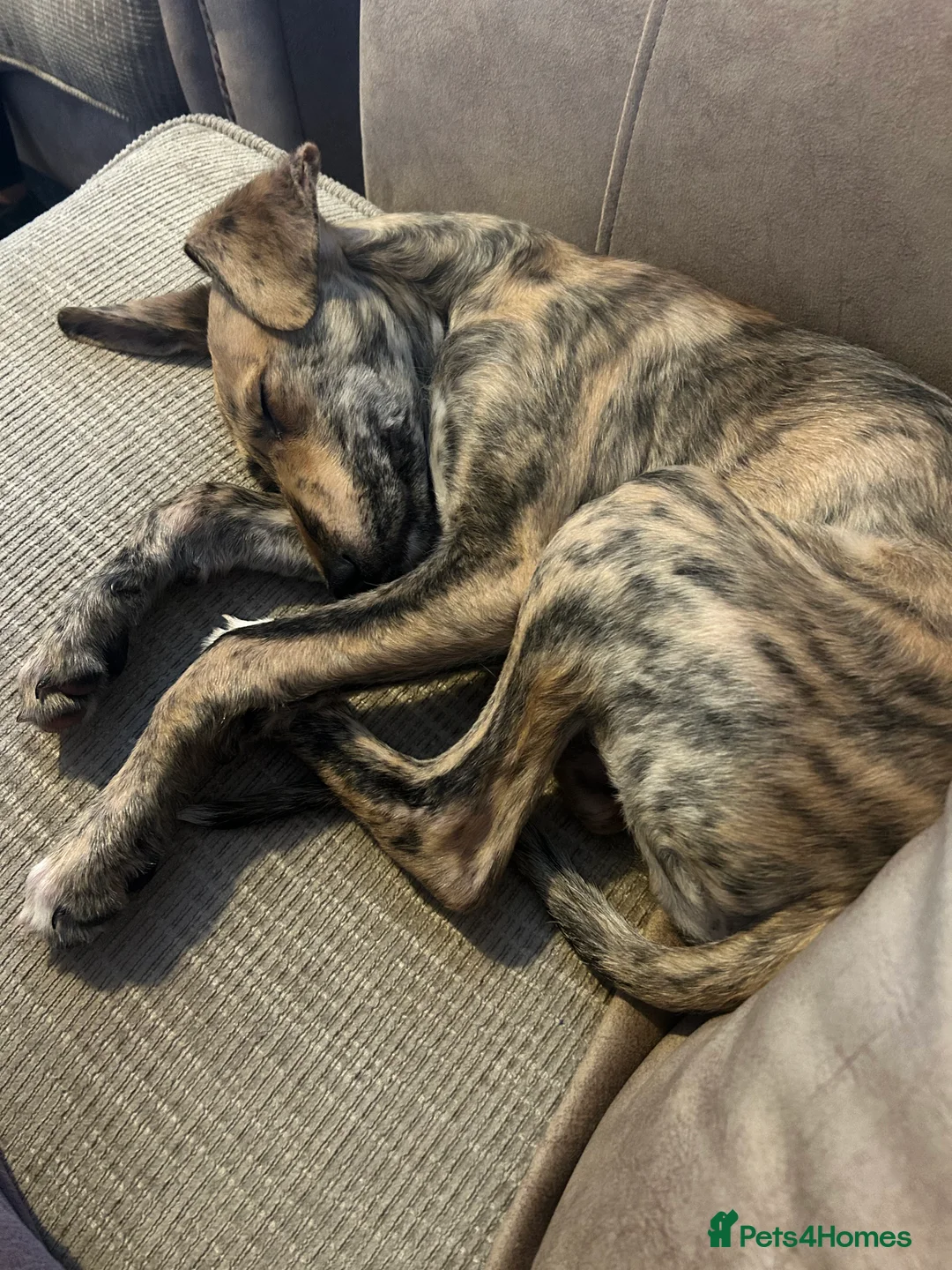 Greyhound dogs for sale: female grey hound pup mabel - Advert 4