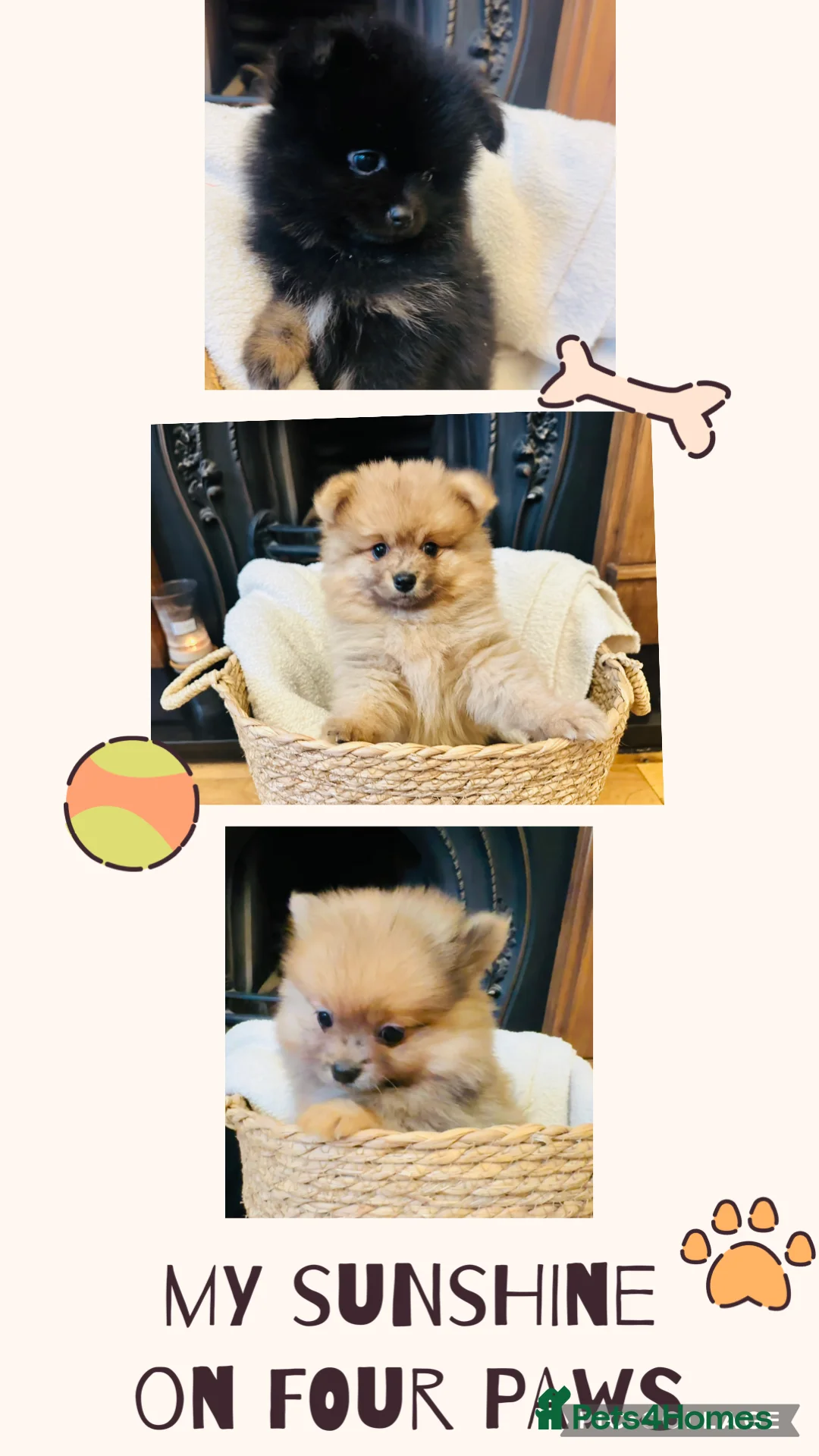 Pomeranian dogs for sale: Teddy bear face Pomeranian Pups in Liverpool - Advert 1
