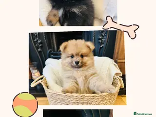 Pomeranian dogs Teddy bear face Pomeranian Pups - Advert 1