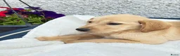 Labrador Retriever dogs for sale: Labrador retriever  - Advert 4