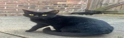 European cats for sale: Little Playful Kittens  - Advert 1
