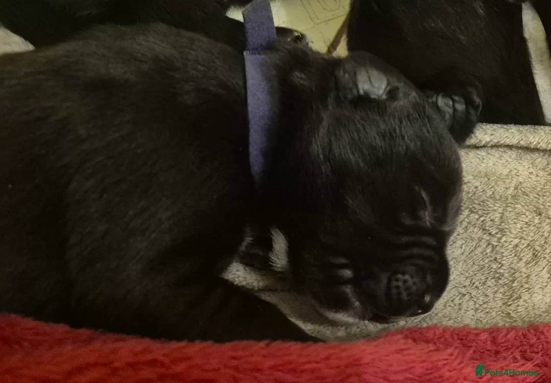 Borador dogs for sale: Lablador / border collie puppies - Advert 12