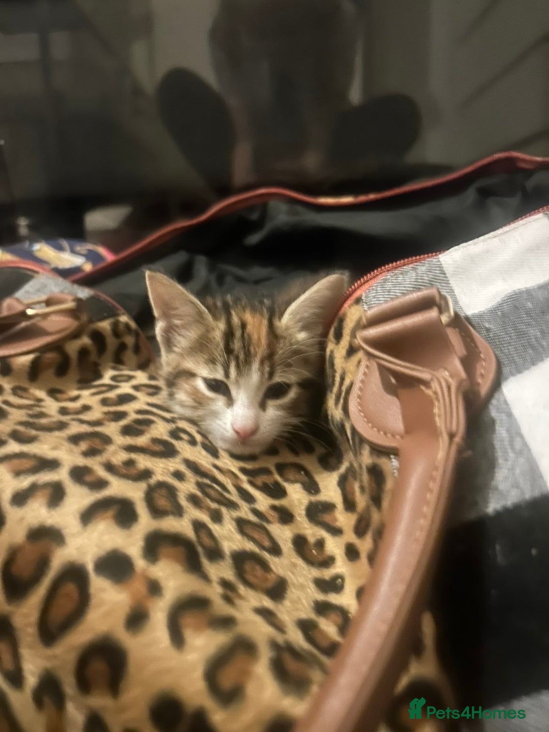 Mixed Breed cats for sale: 4 female kittens  - Image 13